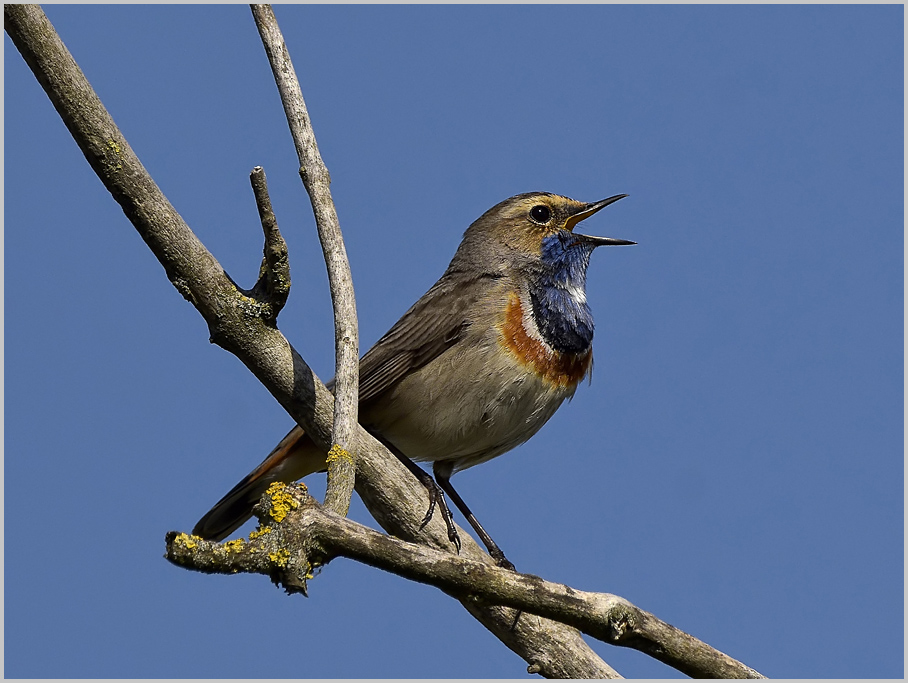 UMWELTBILD &reg; Blaukehlchen